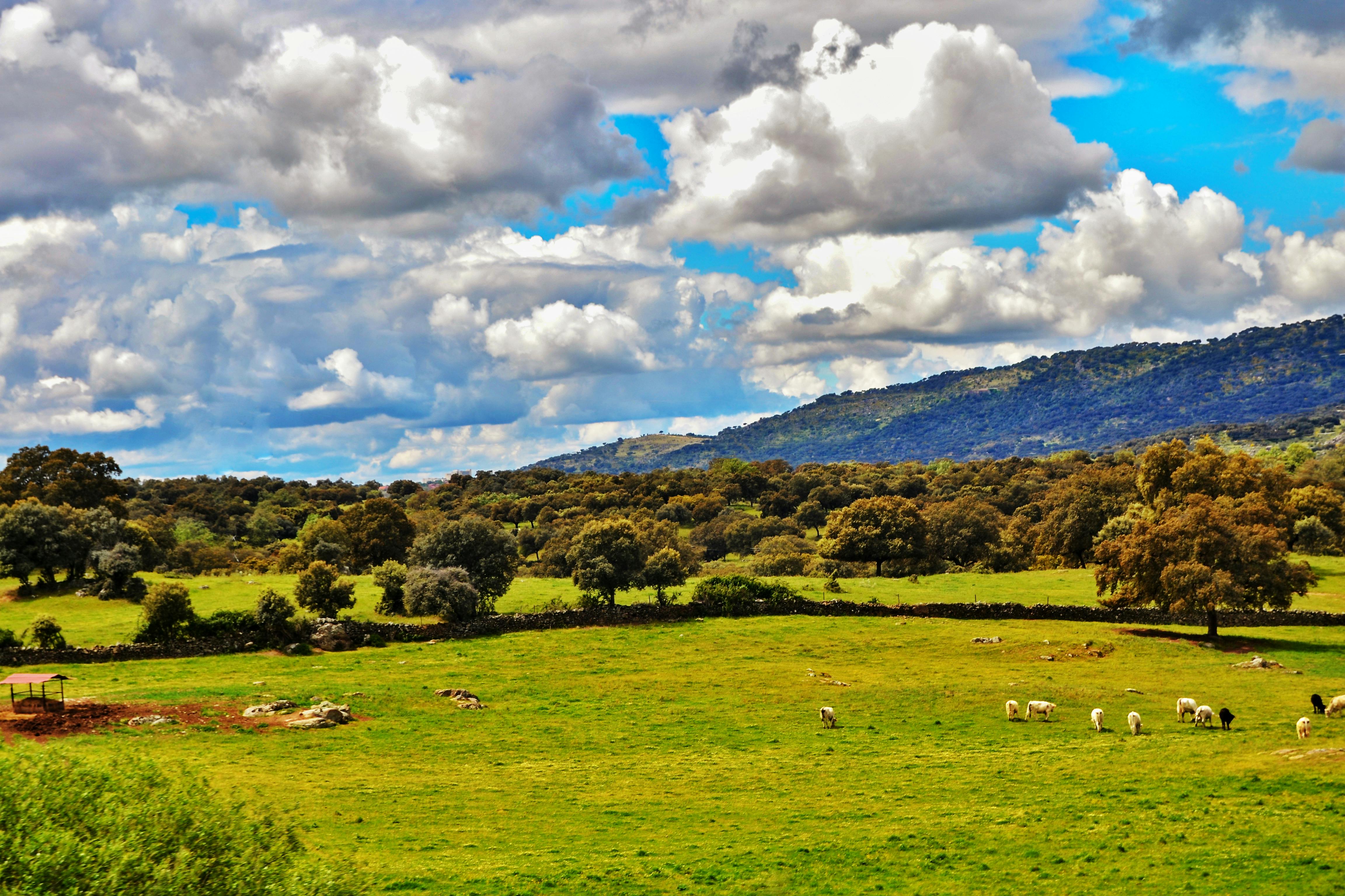 La dehesa, más que un ecosistema, un modo de vida