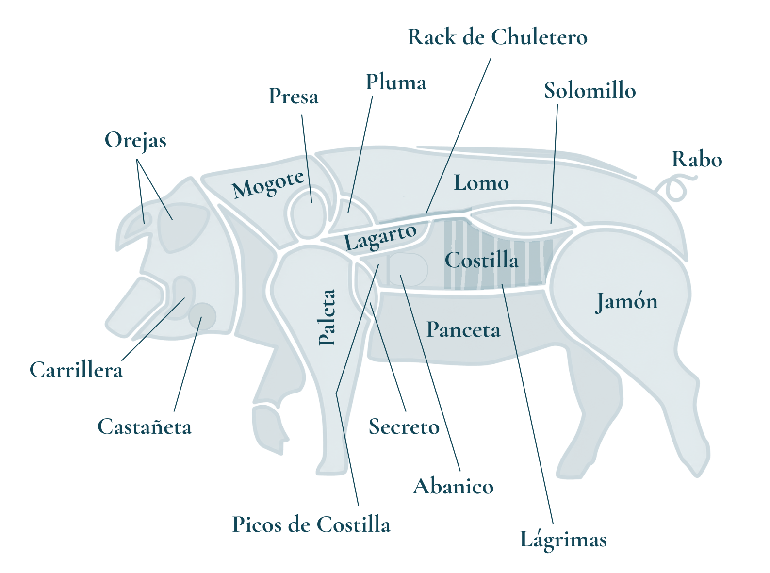 El mapa de las partes del cerdo