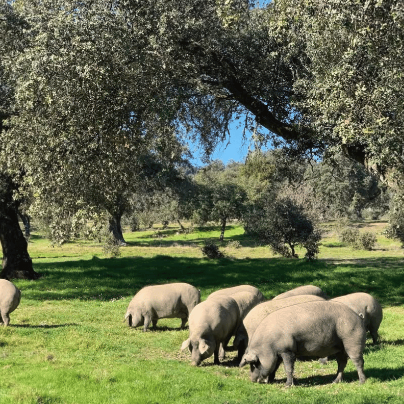 Jamón Cebo Ibérico 50% Raza Ibérica de 7 a 7,5 kg | César Nieto