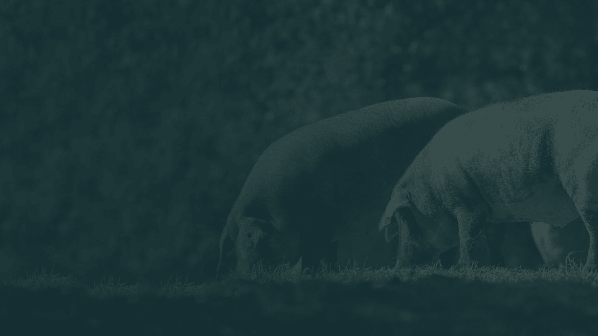 Mundiberico