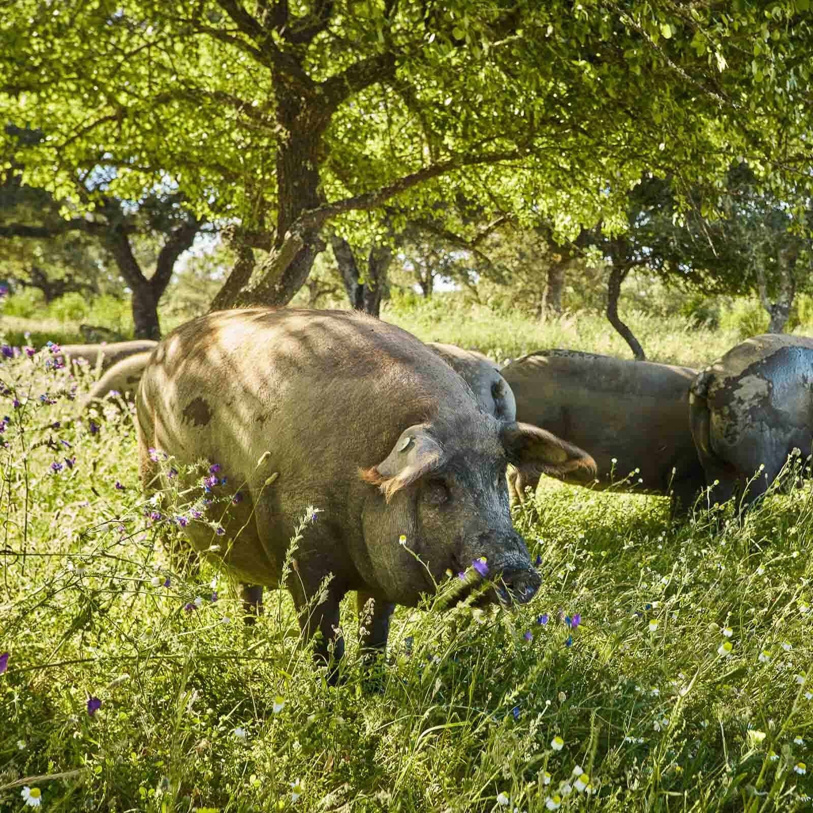 jamon-mxm-d-o-p-jabugo-bellota-100-iberico-1597
